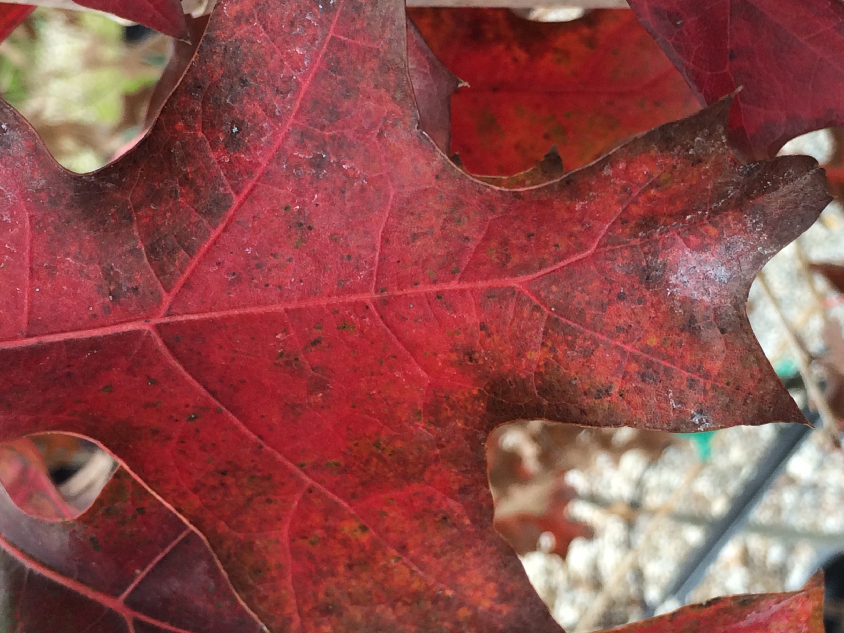 Fall is the time to plant trees